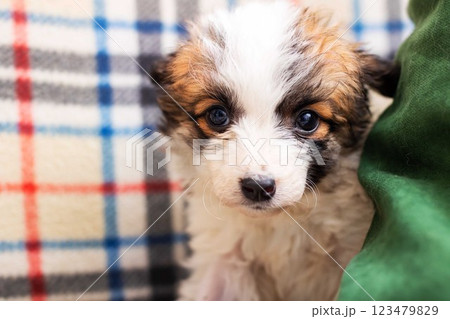 A small brown and white puppy is comfortably laying on a plaid blanket 123479829