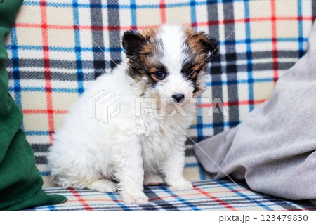 A small, fluffy white dog is comfortably sitting on a plaid blanket A small, fluffy white dog is comfortably sitting on a plaid blanket 123479830