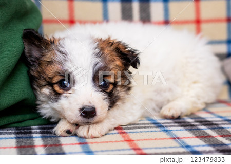 A small brown and white puppy is comfortably laying on a plaid blanket A small brown and white puppy is comfortably laying on a plaid blanket 123479833