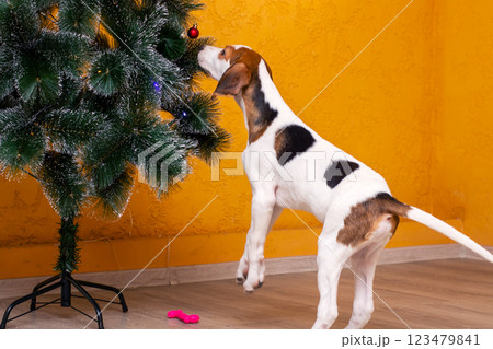 A brown and white dog is standing proudly in front of a christmas tree 123479841
