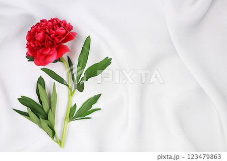 Beautiful burgundy live peony on light tablecloth, gift for beloved, abstract flower arrangement for holiday card. Design template and screen background. Spring greeting concept Beautiful burgundy live peony on light tablecloth, gift for beloved, abstract flower arrangement for holiday card. Design template and screen background. Spring greeting concept 123479863