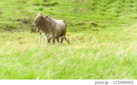 Portrait of an adult calf in the field, close up of a gray bull in the grass with copy space 123480402