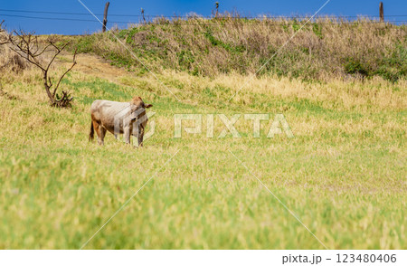 Portrait of an adult calf in the field, close up of a gray cow in the grass with copy space Portrait of an adult calf in the field, close up of a gray cow in the grass with copy space 123480406
