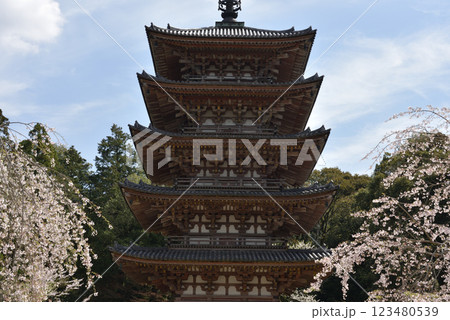 総本山醍醐寺 五重塔とさくら(京都市伏見区) 総本山醍醐寺 五重塔とさくら(京都市伏見区) 123480539