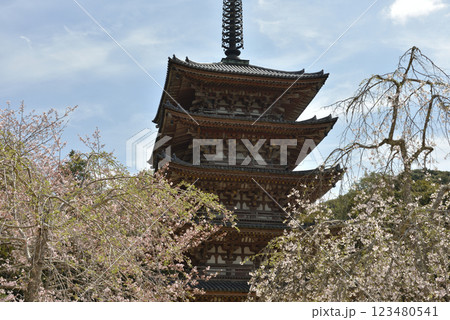 総本山醍醐寺 五重塔とさくら(京都市伏見区) 総本山醍醐寺 五重塔とさくら(京都市伏見区) 123480541