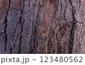 Close-Up of Rough Tree Bark Texture, Dark Brown Natural Wood Surface Background 123480562
