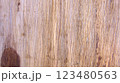 Light Brown Wood Texture, Under Bark Tree Surface with Natural Vertical Lines Grain, Close up 123480563