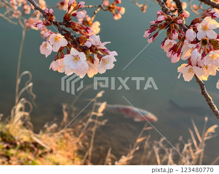 水辺の桜 水辺の桜 123480770