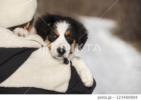 Portrait of a tricolor Aussie Australian Shepherd puppy. Photo in the hands of a girl in winter against a background of snow 123480804