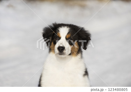 Portrait of a tricolor Australian Shepherd Aussie Border Collie puppy against a background of snow Portrait of a tricolor Australian Shepherd Aussie Border Collie puppy against a background of snow 123480805