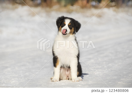 Portrait of a tricolor Aussie Australian Shepherd puppy sitting. Photo in winter against a background of snow 123480806