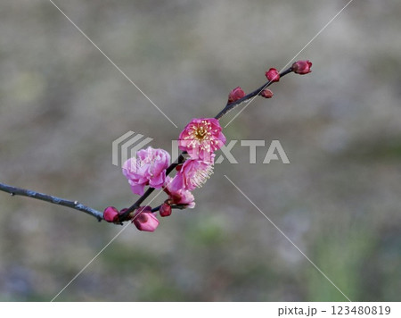 花香美 花香美 123480819
