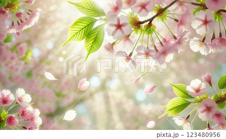 春の輝き 桜の花と若葉のクローズアップ 123480956