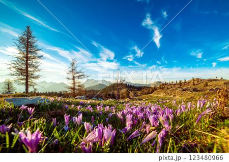 Spring crocus flowers in the green grass, Velika Planina, Kamnic, Slovenia Spring crocus flowers in the green grass, Velika Planina, Kamnic, Slovenia 123480966