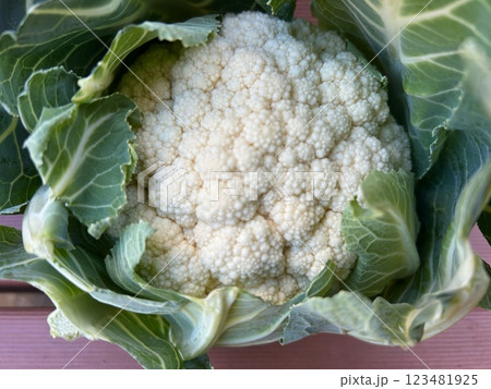 収穫したカリフラワー 123481925