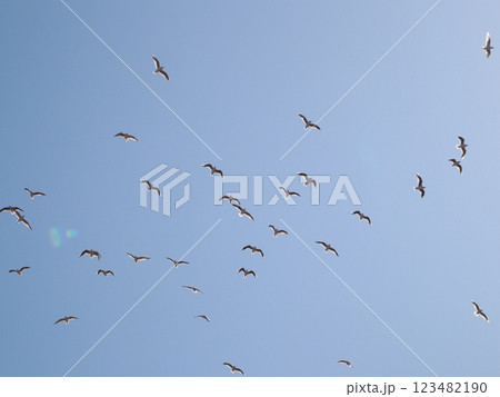 青空を飛ぶカモメの群れ 123482190