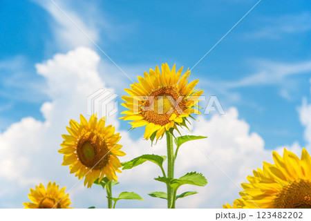 《夏の風景》真夏の青空とヒマワリ 123482202