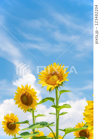 《夏の風景》真夏の青空とヒマワリ 《夏の風景》真夏の青空とヒマワリ 123482204