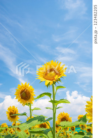《夏の風景》真夏の青空とヒマワリ 123482205