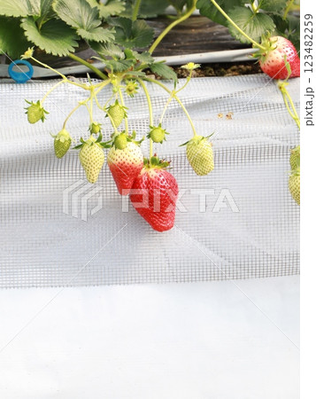 真っ赤なイチゴ 123482259