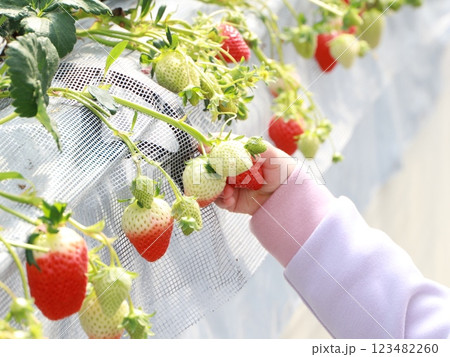 いちご狩りをする子供の手 123482260
