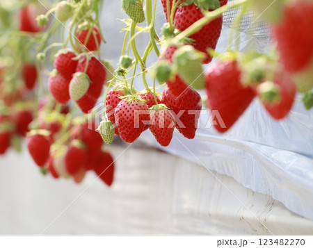 いちご狩りのハウスの中にある真っ赤ないちご いちご狩りのハウスの中にある真っ赤ないちご 123482270