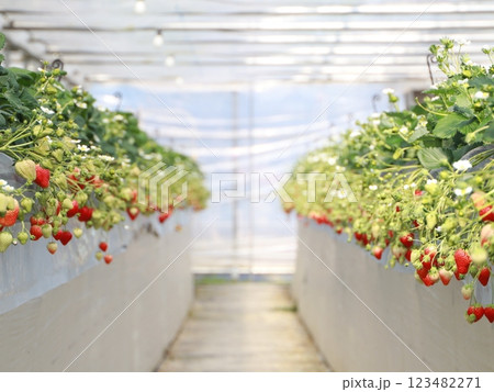 いちご狩り農園のビニールハウスの中 いちご狩り農園のビニールハウスの中 123482271