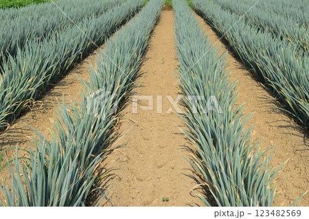 長ネギ畑 山形県庄内 長ネギ畑 山形県庄内 123482569