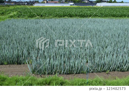 長ネギ畑 山形県庄内 123482573