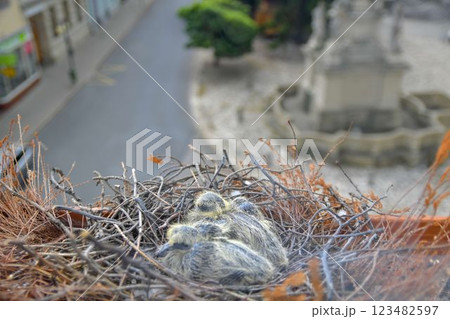 Two little squabs in the nest. Pigeon bird nest on the window sill. The concept of pigeon life in the town 123482597