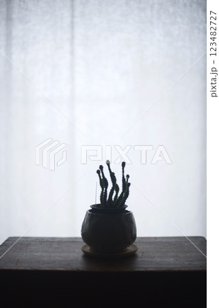 窓辺でカーテン越しの朝日を浴びている観葉植物 123482727