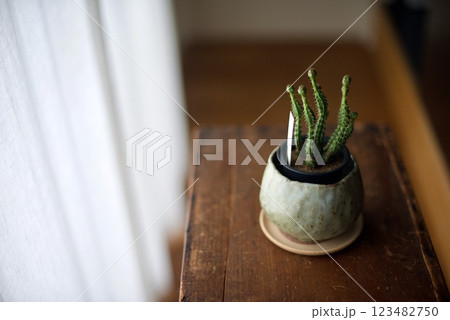 窓辺でカーテン越しの朝日を浴びている観葉植物 窓辺でカーテン越しの朝日を浴びている観葉植物 123482750