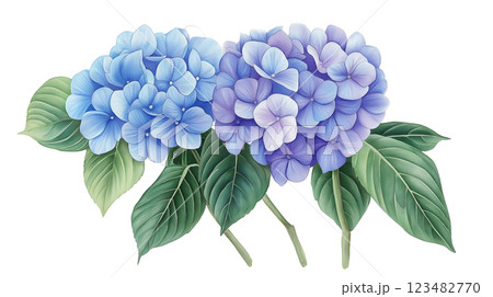 手描き紫陽花の花｜リアルなアート・ウェブサイト・印刷向けイラスト 123482770