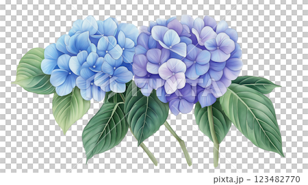 手描き紫陽花の花｜リアルなアート・ウェブサイト・印刷向けイラスト 123482770