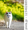 ジャパニーズ・ボブテイルのさんほねこのゆきちゃん 123482889