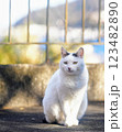 ジャパニーズ・ボブテイルのさんほねこのゆきちゃん 123482890
