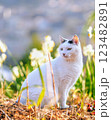 ジャパニーズ・ボブテイルのさんほねこのゆきちゃん 123482891