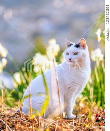 ジャパニーズ・ボブテイルのさんほねこのゆきちゃん ジャパニーズ・ボブテイルのさんほねこのゆきちゃん 123482891