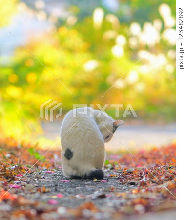 ジャパニーズ・ボブテイルのさんほねこのゆきちゃん 123482892