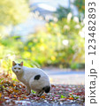 ジャパニーズ・ボブテイルのさんほねこのゆきちゃん 123482893