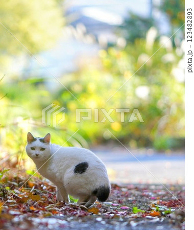 ジャパニーズ・ボブテイルのさんほねこのゆきちゃん ジャパニーズ・ボブテイルのさんほねこのゆきちゃん 123482893