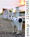 ジャパニーズ・ボブテイルのさんほねこのゆきちゃん 123482895