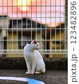 ジャパニーズ・ボブテイルのさんほねこのゆきちゃん 123482896
