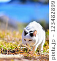 ジャパニーズ・ボブテイルのさんほねこのゆきちゃん 123482899