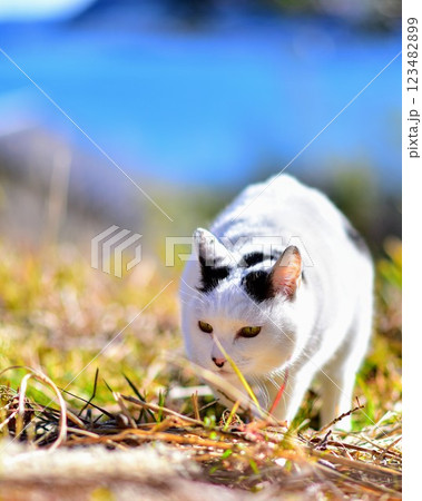 ジャパニーズ・ボブテイルのさんほねこのゆきちゃん 123482899