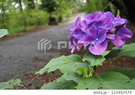 紫陽花、6月、梅雨、道、散策路、散歩道 123483474