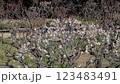 梅5分咲き 123483491