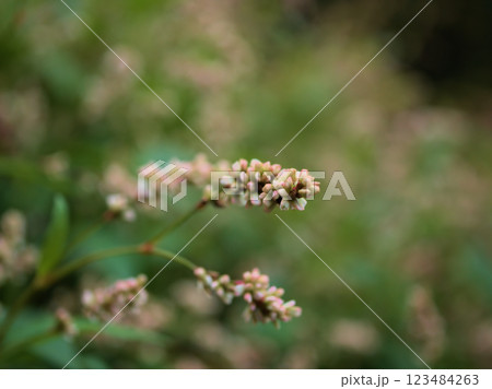 10月に咲いた小さな藍の花 10月に咲いた小さな藍の花 123484263