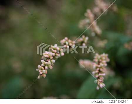 10月に咲いた小さな藍の花 10月に咲いた小さな藍の花 123484264