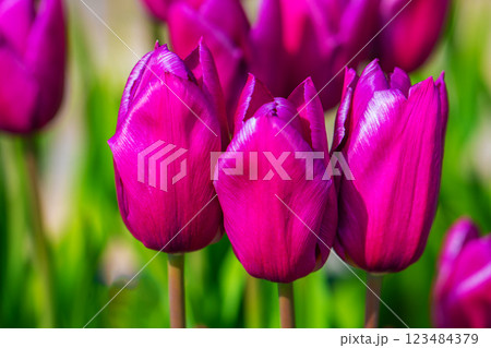 家の周りの草花 四季の色々 美しい早咲きのチュウリップの花が咲きました 家の周りの草花 四季の色々 美しい早咲きのチュウリップの花が咲きました 123484379